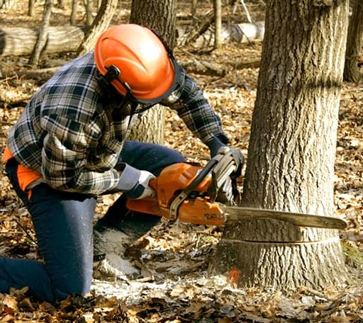 Arborist assessing tree health in Minnesota